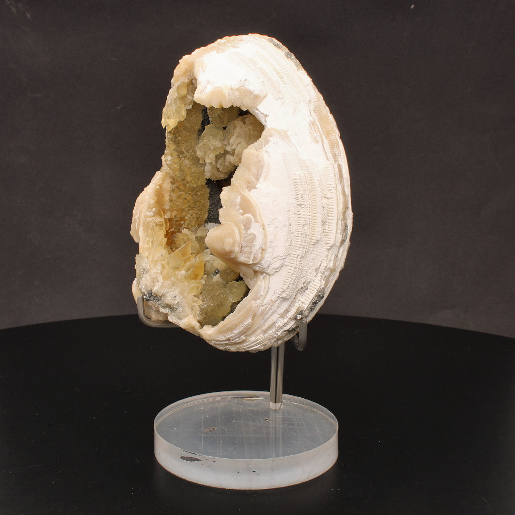 Buy your Rare Mercenaria Permagna Clam Fossil online now or in store at Forever Gems in Franschhoek, South Africa