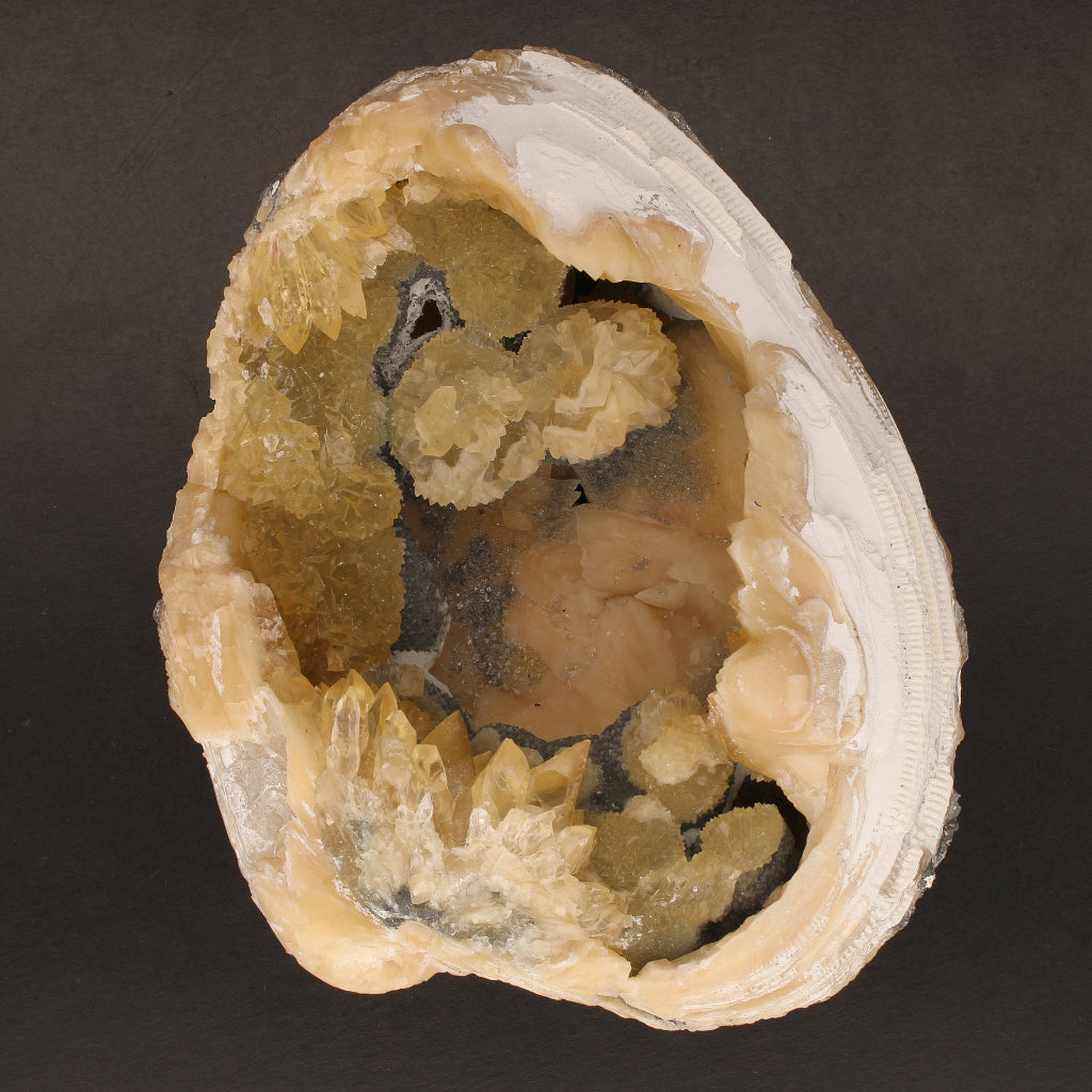 Buy your Rare Mercenaria Permagna Clam Fossil online now or in store at Forever Gems in Franschhoek, South Africa