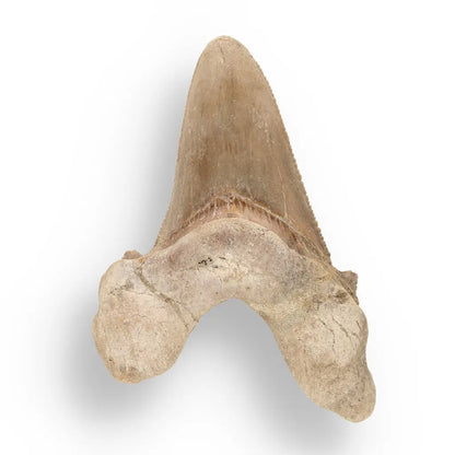 Get your Sokolovi (Auriculatus) Shark Tooth – Ancient Predator Relic online now or in store at Forever Gems in Franschhoek, South Africa