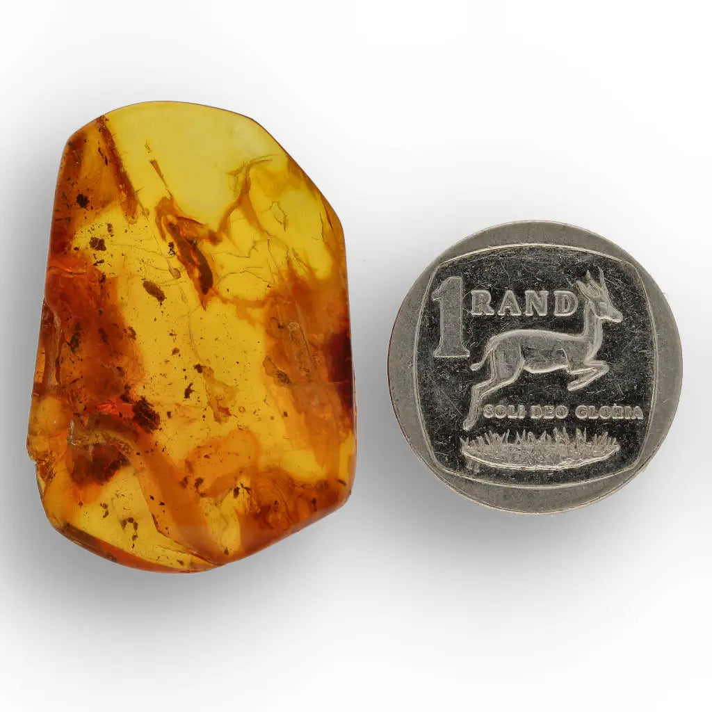 Get your Baltic Amber with Insect Inclusion – Genuine Prehistoric Fossil Specimen online now or in store at Forever Gems in Franschhoek, South Africa