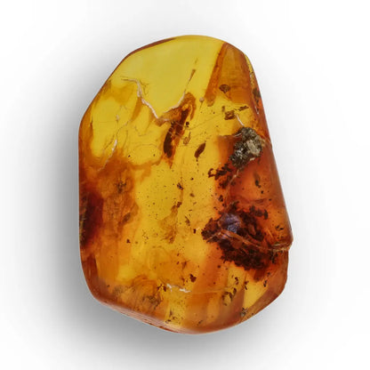 Get your Baltic Amber with Insect Inclusion – Genuine Prehistoric Fossil Specimen online now or in store at Forever Gems in Franschhoek, South Africa