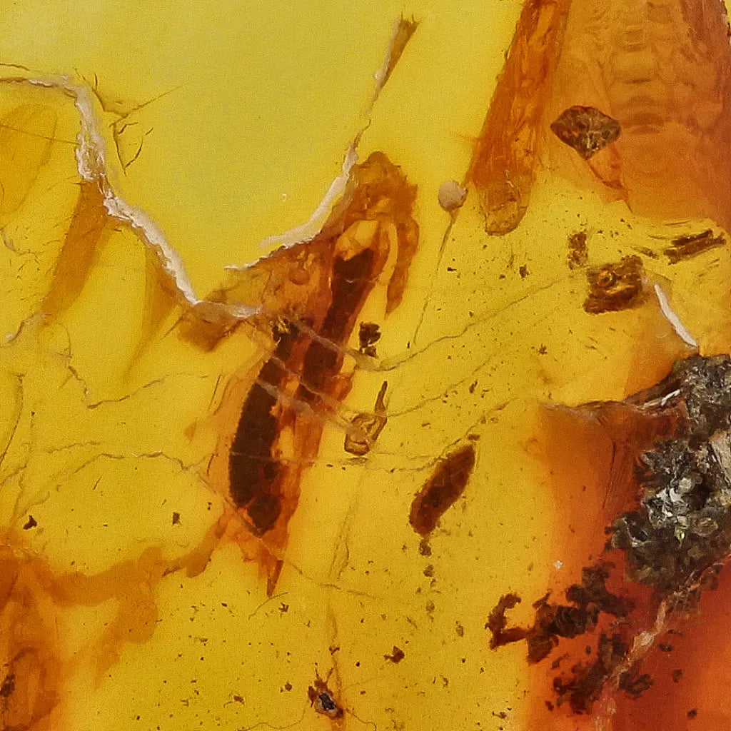 Get your Baltic Amber with Insect Inclusion – Genuine Prehistoric Fossil Specimen online now or in store at Forever Gems in Franschhoek, South Africa