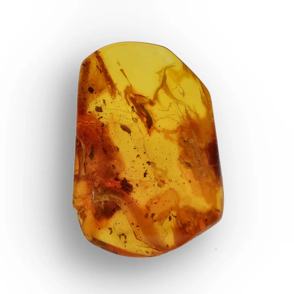 Get your Baltic Amber with Insect Inclusion – Genuine Prehistoric Fossil Specimen online now or in store at Forever Gems in Franschhoek, South Africa