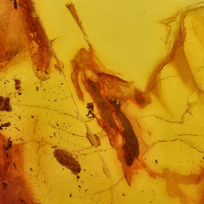 Get your Baltic Amber with Insect Inclusion – Genuine Prehistoric Fossil Specimen online now or in store at Forever Gems in Franschhoek, South Africa
