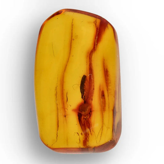 Get your Natural Baltic Amber Fossil with Trapped Insect Inclusion online now or in store at Forever Gems in Franschhoek, South Africa
