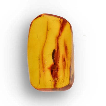 Get your Natural Baltic Amber Fossil with Trapped Insect Inclusion online now or in store at Forever Gems in Franschhoek, South Africa
