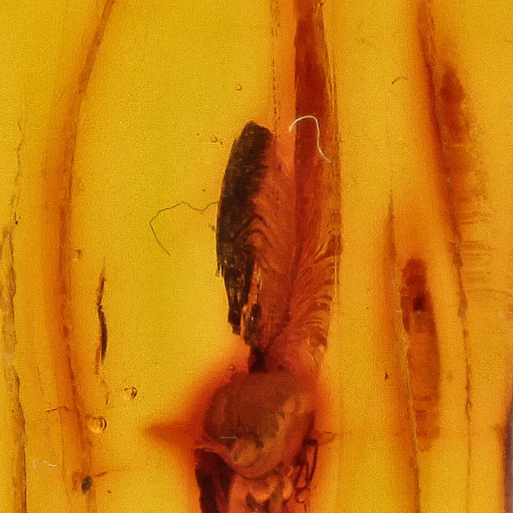 Get your Natural Baltic Amber Fossil with Trapped Insect Inclusion online now or in store at Forever Gems in Franschhoek, South Africa
