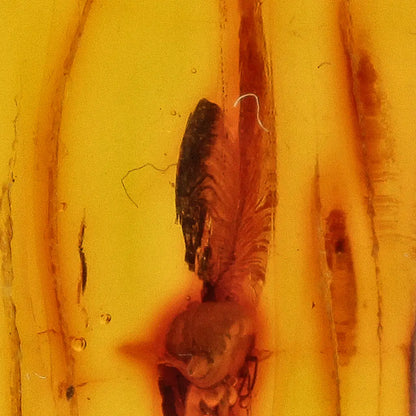 Get your Natural Baltic Amber Fossil with Trapped Insect Inclusion online now or in store at Forever Gems in Franschhoek, South Africa
