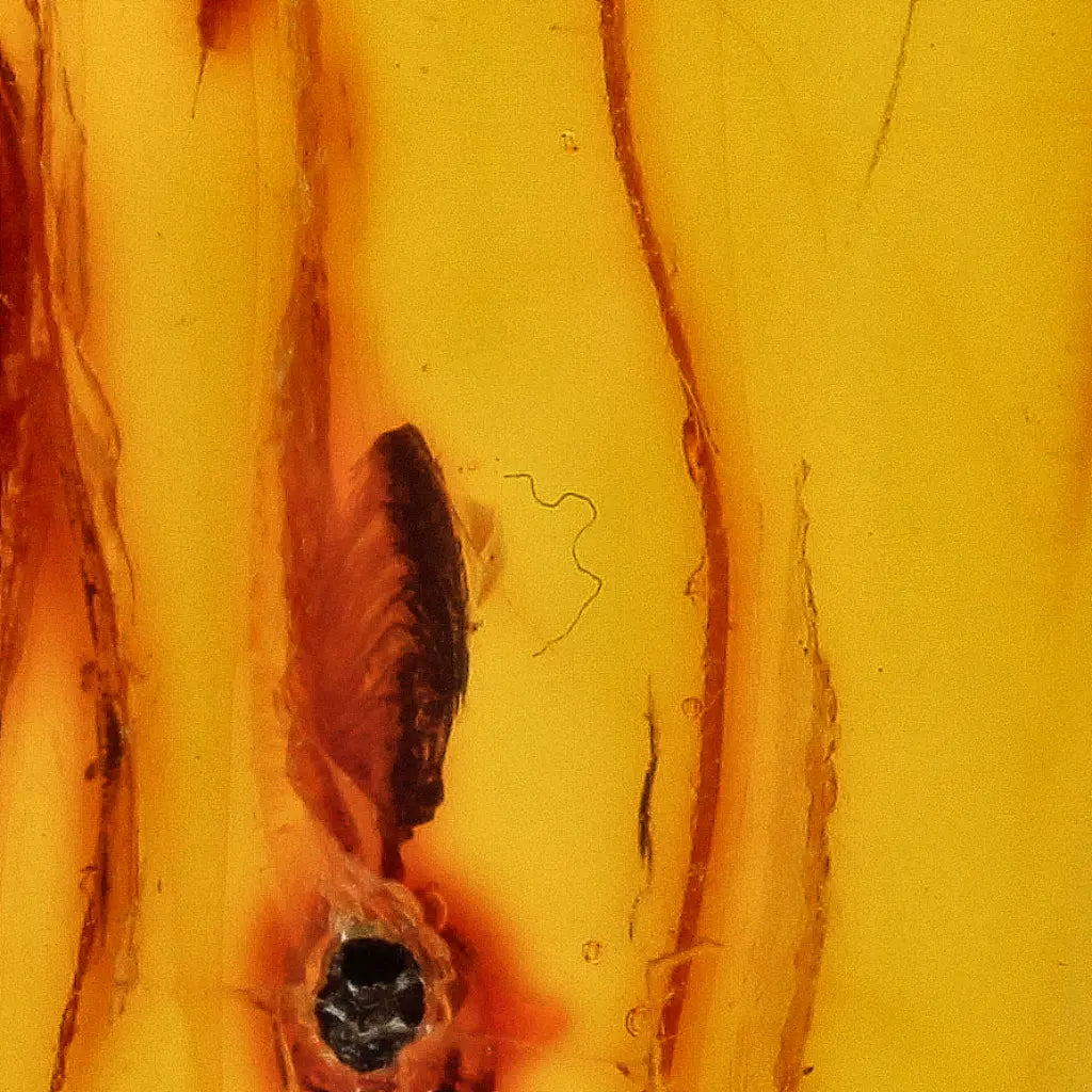 Get your Natural Baltic Amber Fossil with Trapped Insect Inclusion online now or in store at Forever Gems in Franschhoek, South Africa