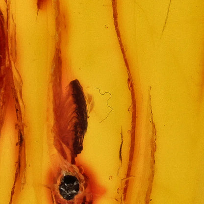 Get your Natural Baltic Amber Fossil with Trapped Insect Inclusion online now or in store at Forever Gems in Franschhoek, South Africa