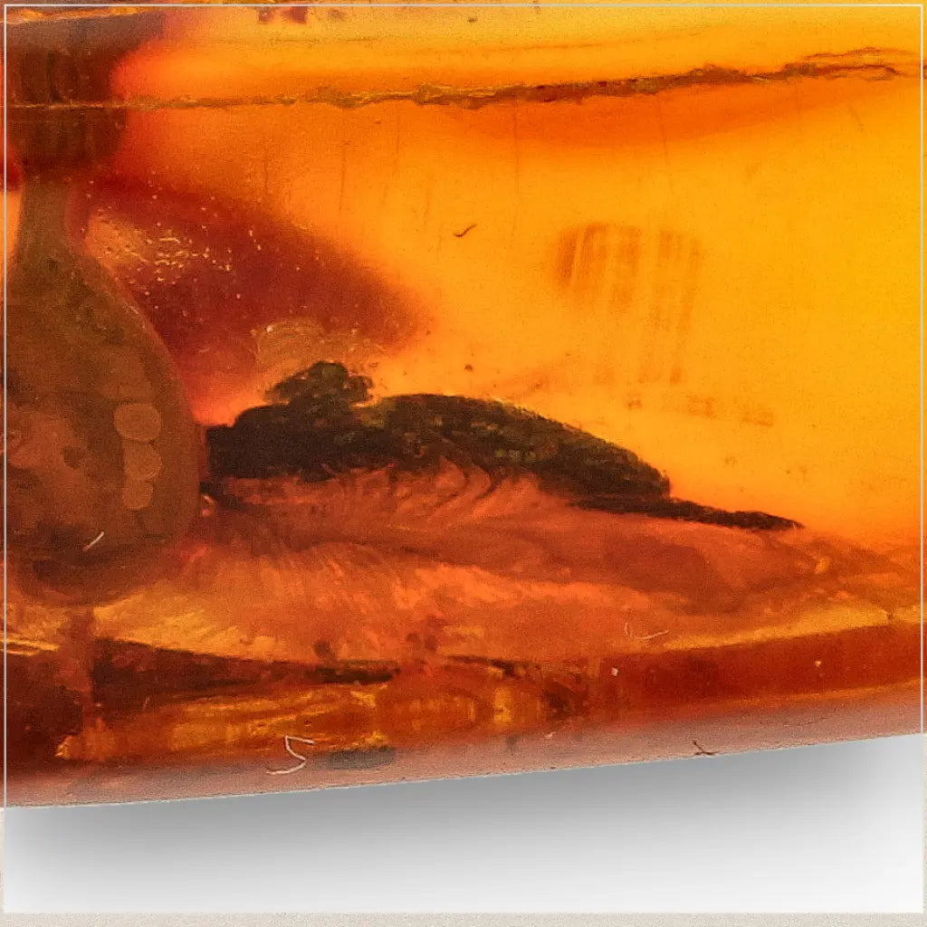 Get your Natural Baltic Amber Fossil with Trapped Insect Inclusion online now or in store at Forever Gems in Franschhoek, South Africa