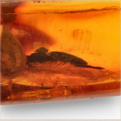 Get your Natural Baltic Amber Fossil with Trapped Insect Inclusion online now or in store at Forever Gems in Franschhoek, South Africa