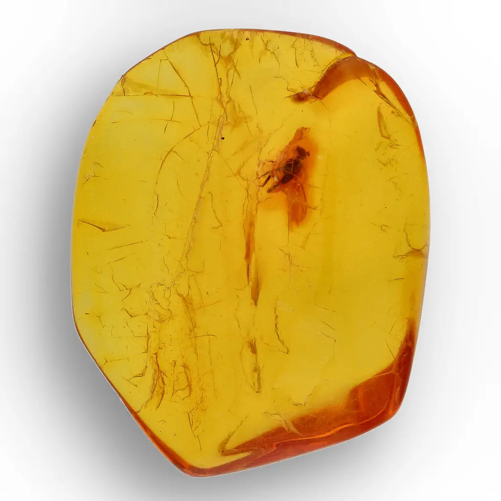 Get your Baltic Amber Insect Inclusion – Authentic Fossilised Amber Piece online now or in store at Forever Gems in Franschhoek, South Africa
