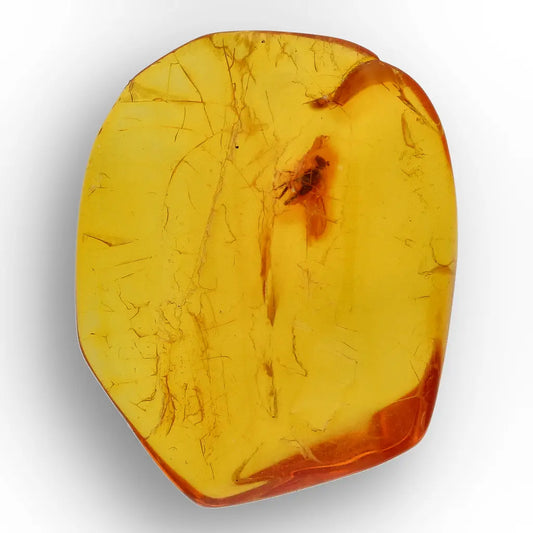 Get your Baltic Amber Insect Inclusion – Authentic Fossilised Amber Piece online now or in store at Forever Gems in Franschhoek, South Africa