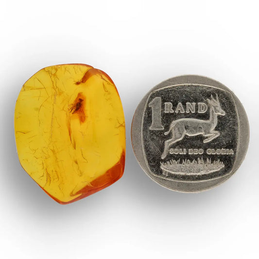 Get your Baltic Amber Insect Inclusion – Authentic Fossilised Amber Piece online now or in store at Forever Gems in Franschhoek, South Africa