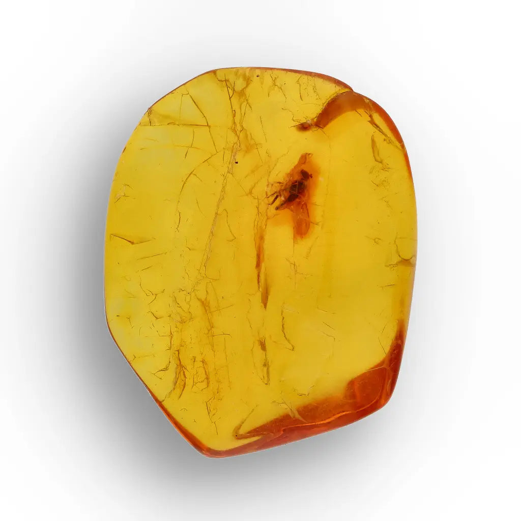 Get your Baltic Amber Insect Inclusion – Authentic Fossilised Amber Piece online now or in store at Forever Gems in Franschhoek, South Africa