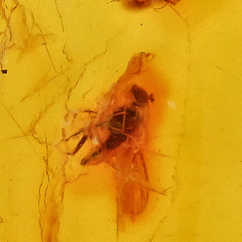 Get your Baltic Amber Insect Inclusion – Authentic Fossilised Amber Piece online now or in store at Forever Gems in Franschhoek, South Africa
