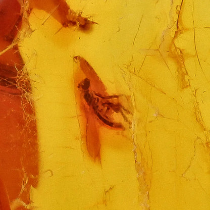 Get your Baltic Amber Insect Inclusion – Authentic Fossilised Amber Piece online now or in store at Forever Gems in Franschhoek, South Africa