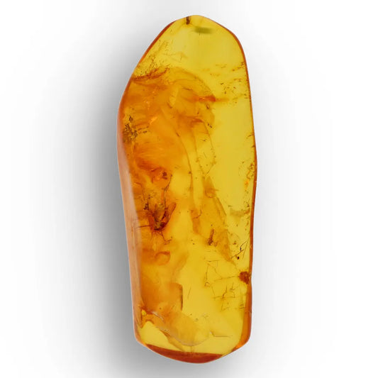Get your Polished Baltic Amber with Preserved Insect – Collectors Specimen online now or in store at Forever Gems in Franschhoek, South Africa