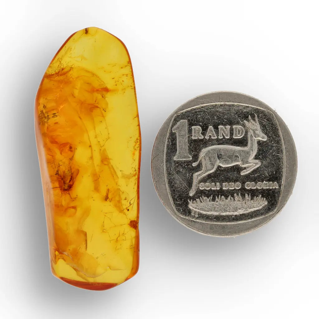 Get your Polished Baltic Amber with Preserved Insect – Collectors Specimen online now or in store at Forever Gems in Franschhoek, South Africa