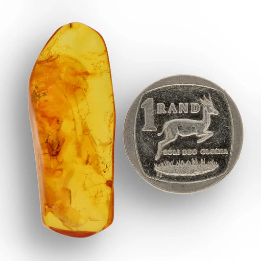 Get your Polished Baltic Amber with Preserved Insect – Collectors Specimen online now or in store at Forever Gems in Franschhoek, South Africa