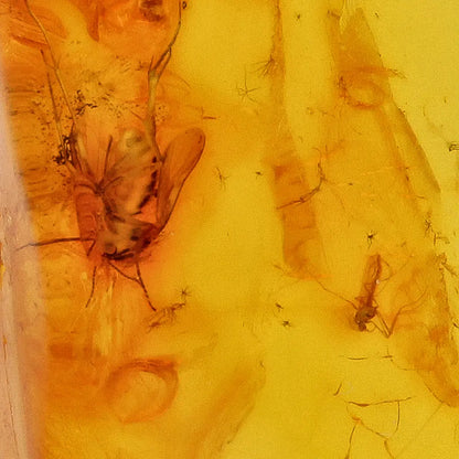 Get your Polished Baltic Amber with Preserved Insect – Collectors Specimen online now or in store at Forever Gems in Franschhoek, South Africa