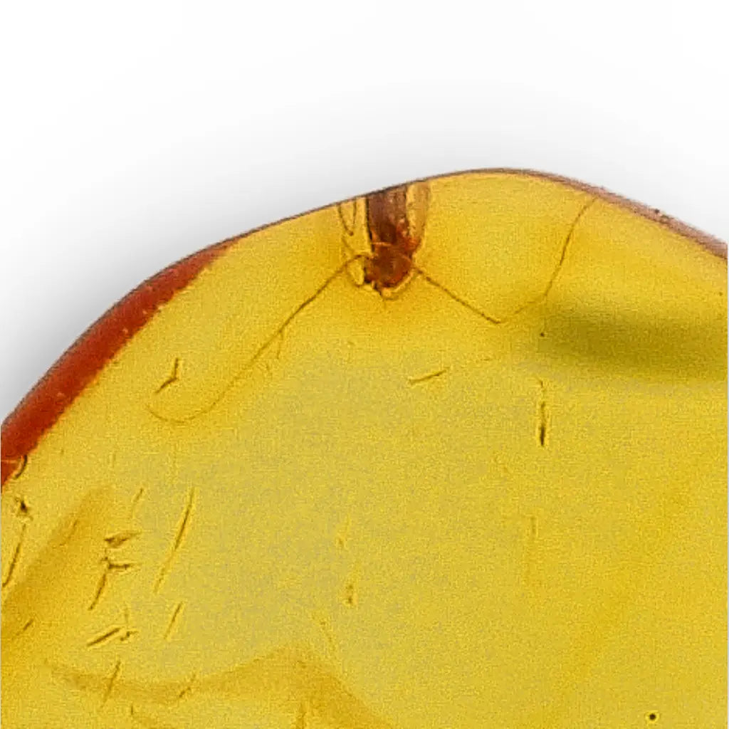 Get your Polished Baltic Amber with Preserved Insect – Collectors Specimen online now or in store at Forever Gems in Franschhoek, South Africa