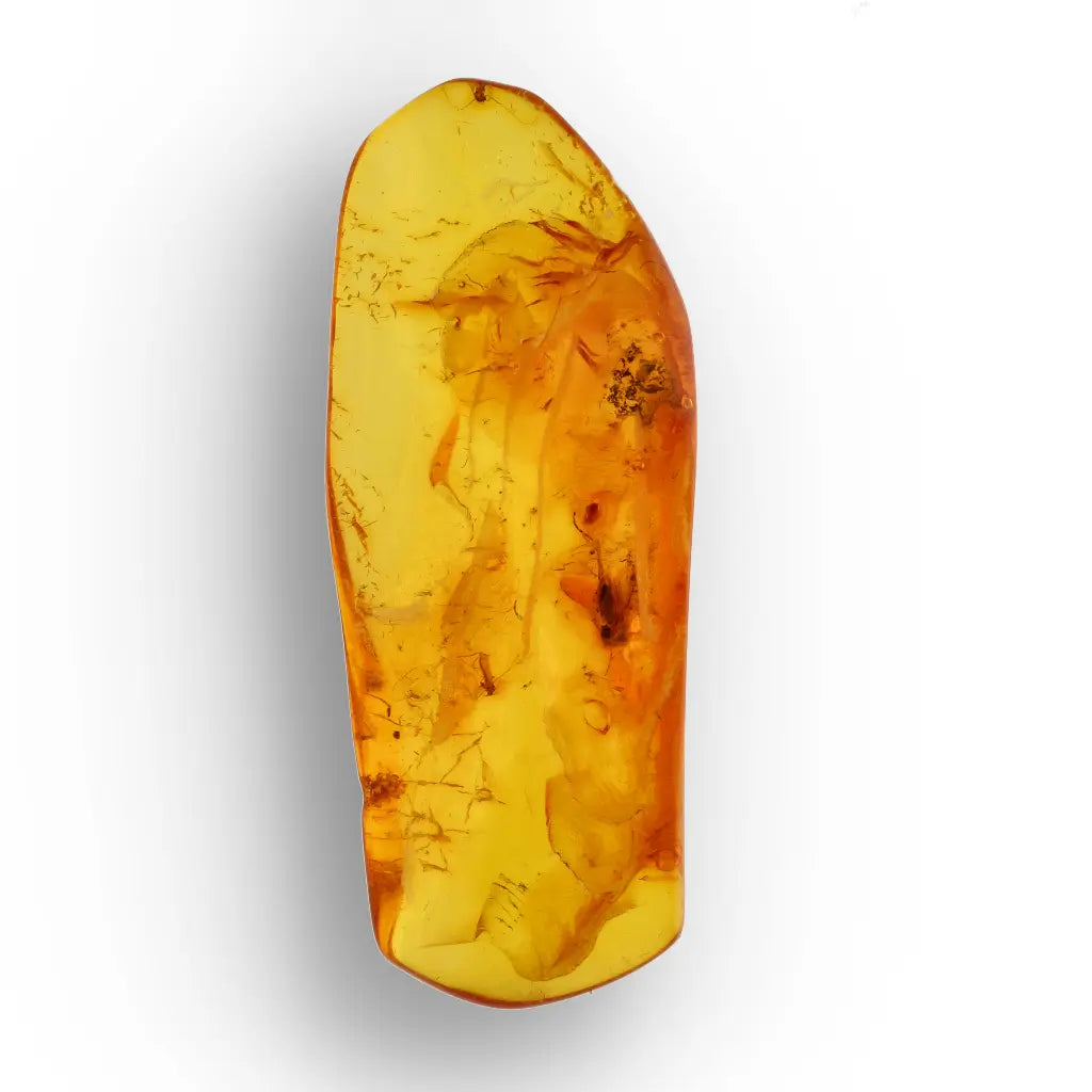 Get your Polished Baltic Amber with Preserved Insect – Collectors Specimen online now or in store at Forever Gems in Franschhoek, South Africa