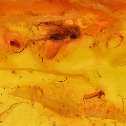 Get your Polished Baltic Amber with Preserved Insect – Collectors Specimen online now or in store at Forever Gems in Franschhoek, South Africa