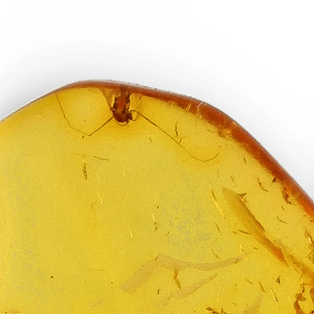 Get your Polished Baltic Amber with Preserved Insect – Collectors Specimen online now or in store at Forever Gems in Franschhoek, South Africa