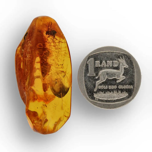 Get your Real Baltic Amber with Prehistoric Insect Inclusion – Unique Fossil online now or in store at Forever Gems in Franschhoek, South Africa