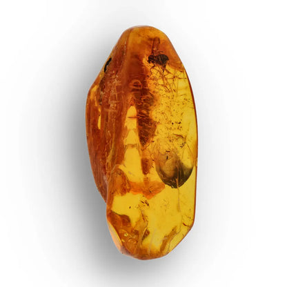Get your Real Baltic Amber with Prehistoric Insect Inclusion – Unique Fossil online now or in store at Forever Gems in Franschhoek, South Africa
