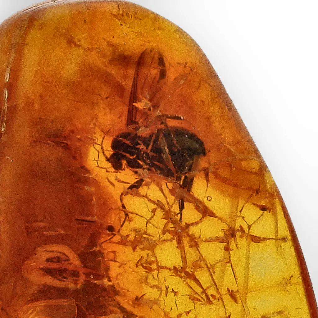 Get your Real Baltic Amber with Prehistoric Insect Inclusion – Unique Fossil online now or in store at Forever Gems in Franschhoek, South Africa