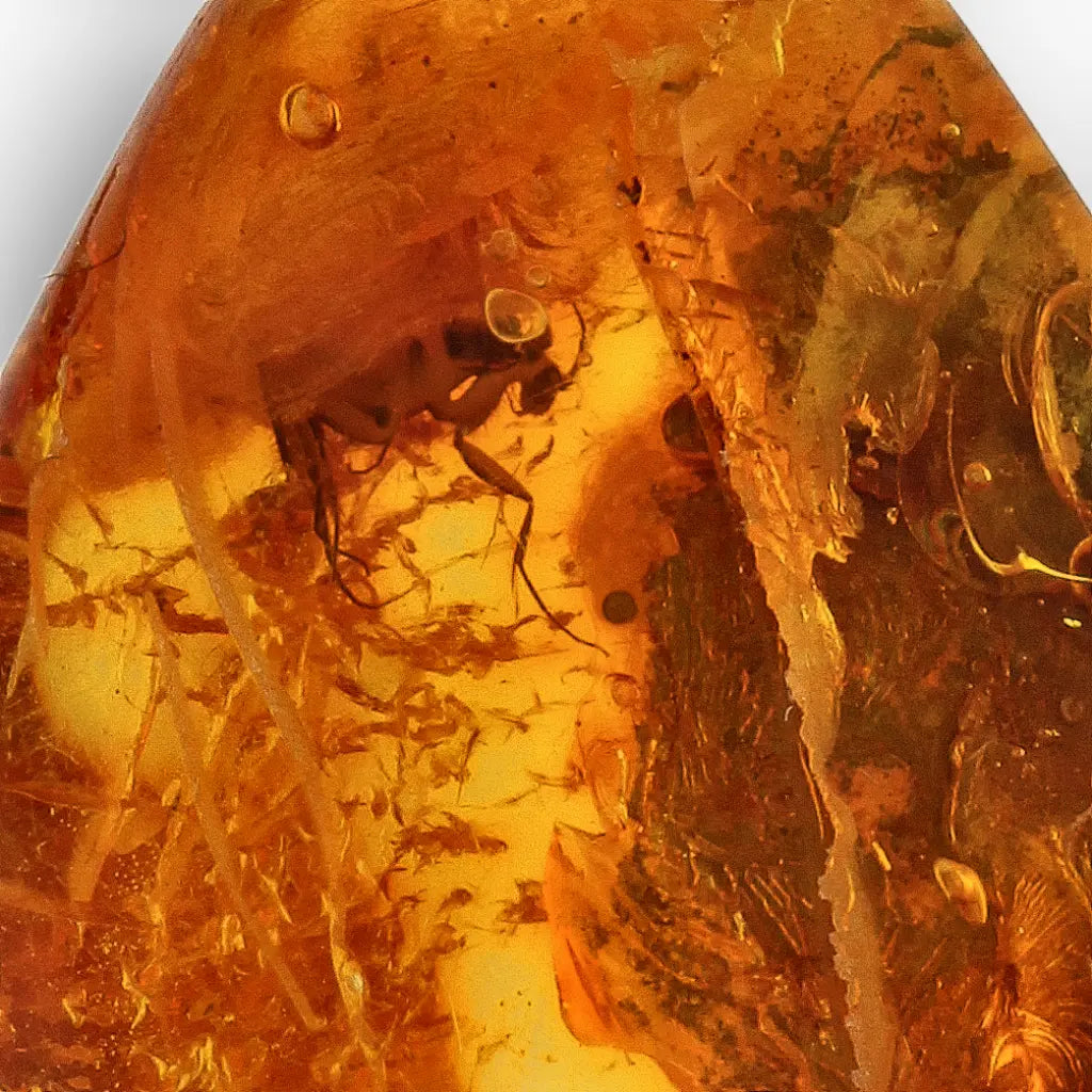 Get your Real Baltic Amber with Prehistoric Insect Inclusion – Unique Fossil online now or in store at Forever Gems in Franschhoek, South Africa