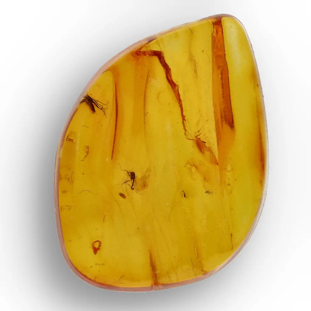Get your Genuine Baltic Amber Fossil with Visible Insect Inclusion online now or in store at Forever Gems in Franschhoek, South Africa