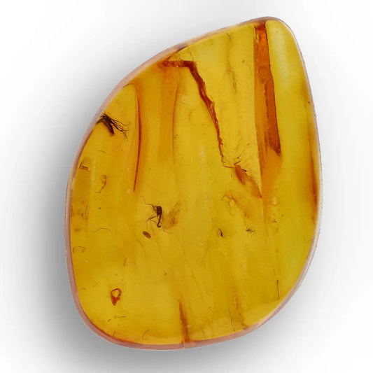 Get your Genuine Baltic Amber Fossil with Visible Insect Inclusion online now or in store at Forever Gems in Franschhoek, South Africa