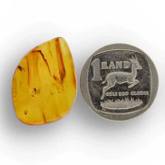 Get your Genuine Baltic Amber Fossil with Visible Insect Inclusion online now or in store at Forever Gems in Franschhoek, South Africa