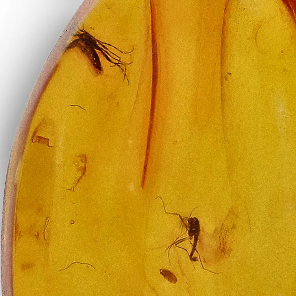 Get your Genuine Baltic Amber Fossil with Visible Insect Inclusion online now or in store at Forever Gems in Franschhoek, South Africa