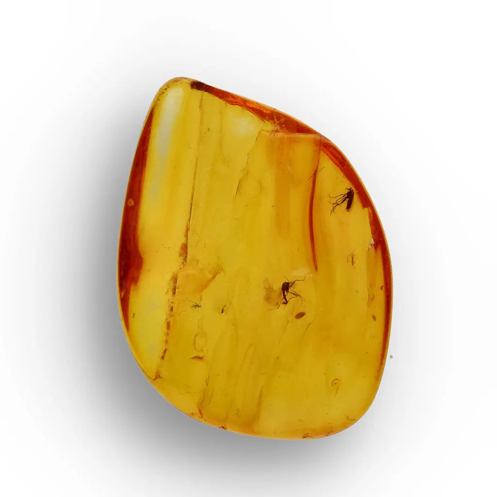 Get your Genuine Baltic Amber Fossil with Visible Insect Inclusion online now or in store at Forever Gems in Franschhoek, South Africa