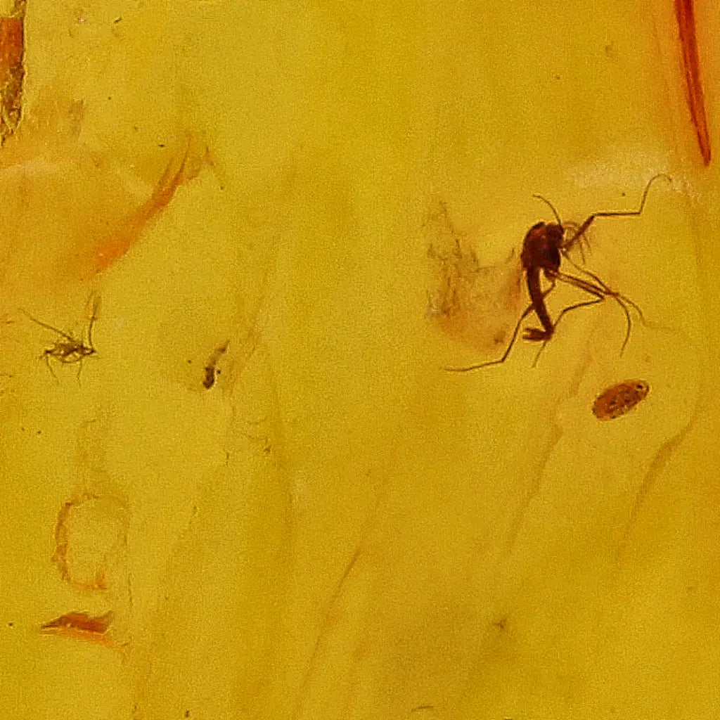 Get your Genuine Baltic Amber Fossil with Visible Insect Inclusion online now or in store at Forever Gems in Franschhoek, South Africa