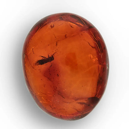 Get your Dominican Amber with Insect Inclusion Natural Fossil online now or in store at Forever Gems in Franschhoek, South Africa