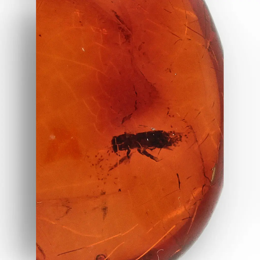 Get your Dominican Amber with Insect Inclusion Natural Fossil online now or in store at Forever Gems in Franschhoek, South Africa