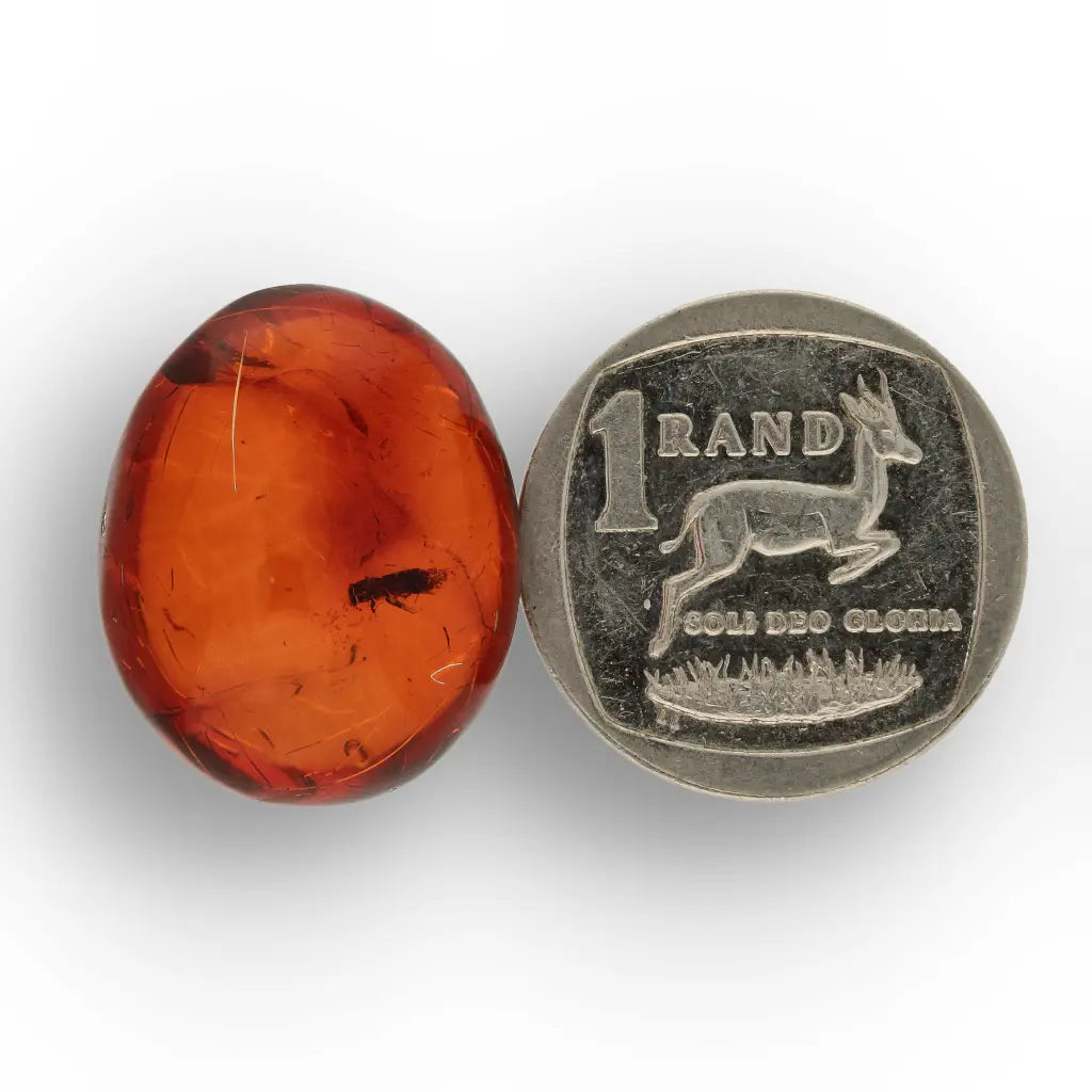 Get your Dominican Amber with Insect Inclusion Natural Fossil online now or in store at Forever Gems in Franschhoek, South Africa