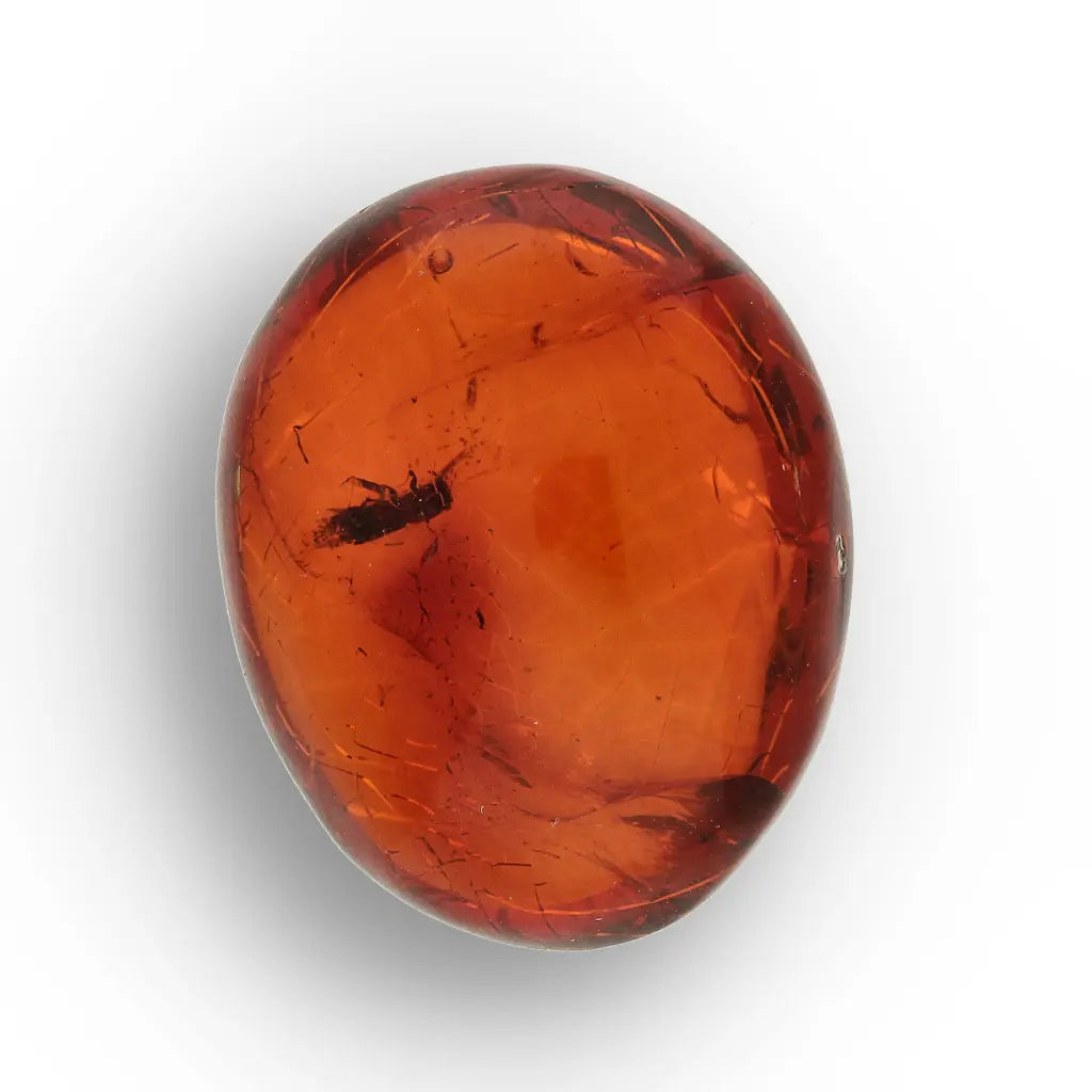 Get your Dominican Amber with Insect Inclusion Natural Fossil online now or in store at Forever Gems in Franschhoek, South Africa