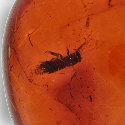 Get your Dominican Amber with Insect Inclusion Natural Fossil online now or in store at Forever Gems in Franschhoek, South Africa