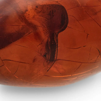 Get your Dominican Amber with Insect Inclusion Natural Fossil online now or in store at Forever Gems in Franschhoek, South Africa