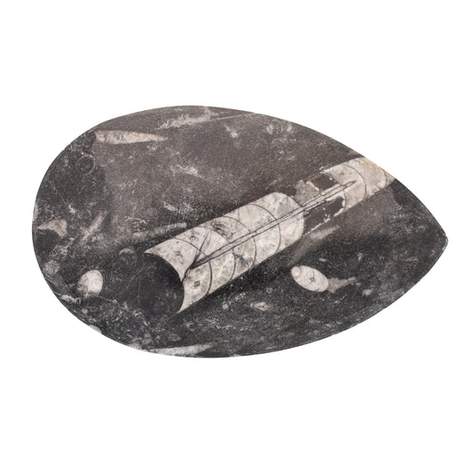 Buy your Polished Fossil Orthoceras (Cephalopod) - Morocco online now or in store at Forever Gems in Franschhoek, South Africa