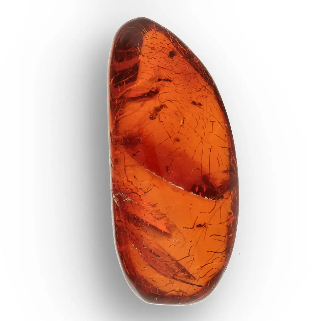Get your Genuine Dominican Amber Fossil with Insect Inclusion online now or in store at Forever Gems in Franschhoek, South Africa