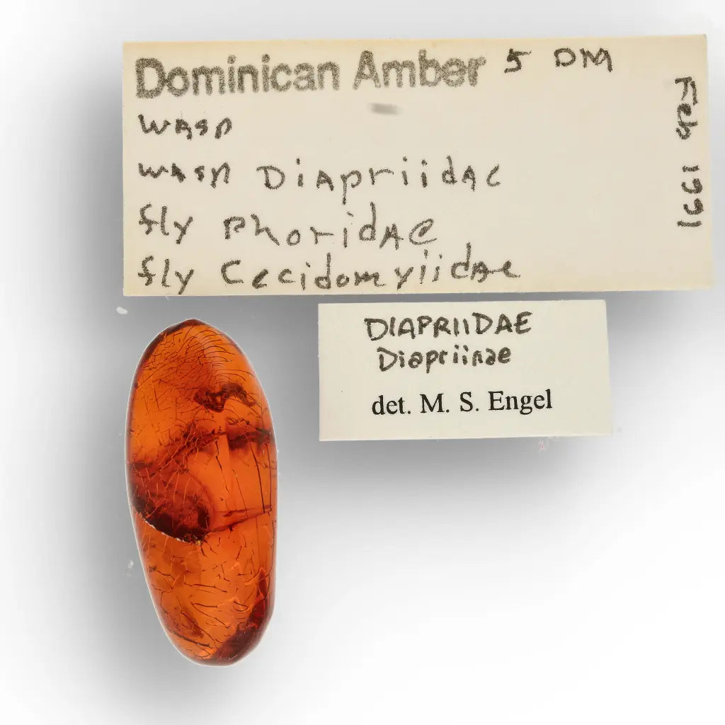 Get your Genuine Dominican Amber Fossil with Insect Inclusion online now or in store at Forever Gems in Franschhoek, South Africa