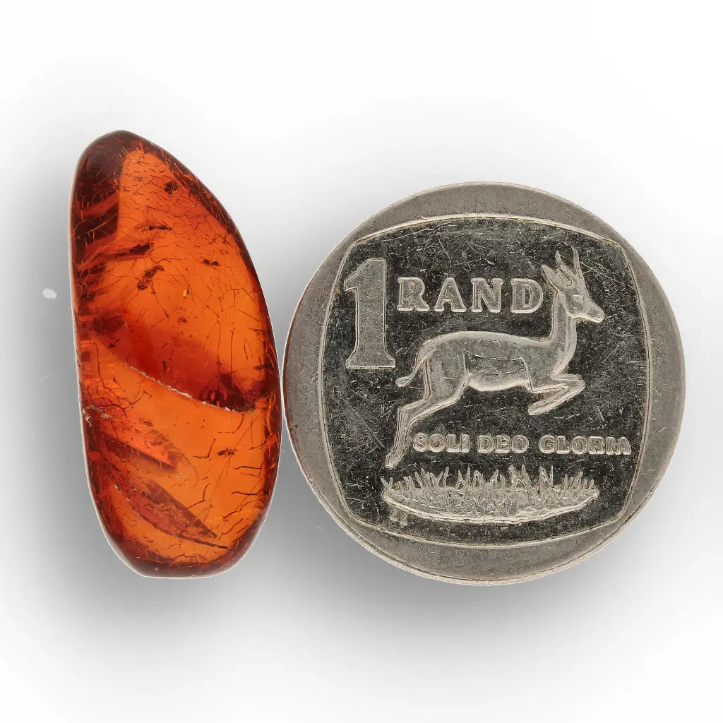 Get your Genuine Dominican Amber Fossil with Insect Inclusion online now or in store at Forever Gems in Franschhoek, South Africa